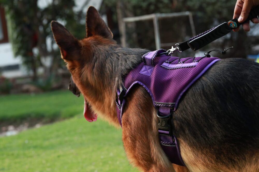 air-mesh-dog-harness-purple-banner