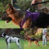 dog-leash-picture
