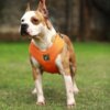 relax-walking-dog-harness(5)