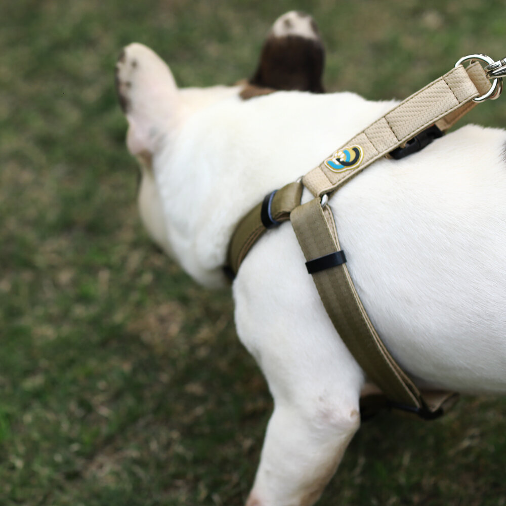 s1-summer-dog-harness-cream1